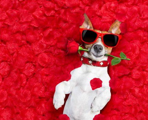 dog wearing sunglasses lying in red flowers